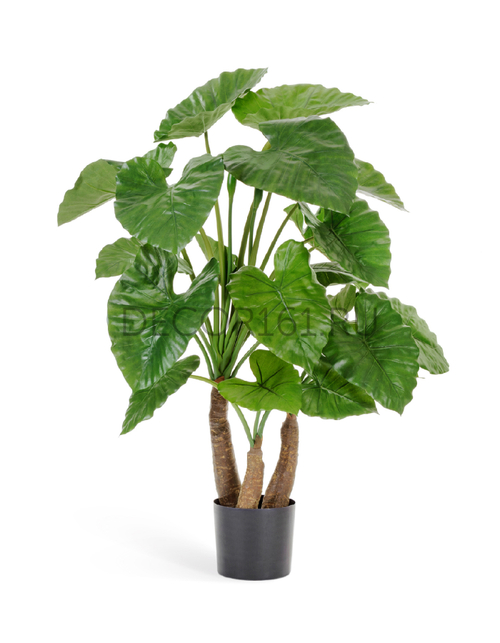 Алоказия Калидора 120 см 3 ствола 2/2 10.55604N