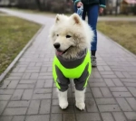 Комбинезон дождевик демисезонный для собак White Wolf вырез на мальчика лимонный-серый