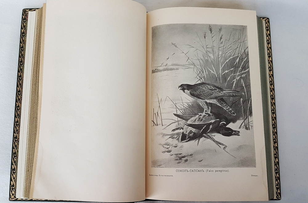 "Птицы". М.А.Мензбир. 1918г. - антикварное издание