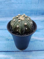 Astrophytum Asterias (Астрофитум)