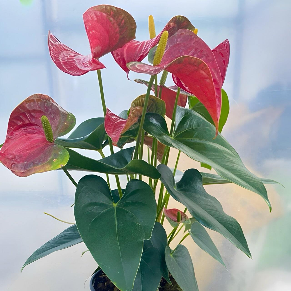 Антуриум Андрэ BAMBINO RED