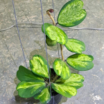 Хойя KERRII SPOT