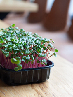 Свежая микрозелень редиса в боксах / 6 боксов / суперфуд