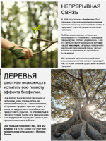 JOC CURE Шампунь Успокаивающий с экстрактом желудя черешчатого дуба 250 мл