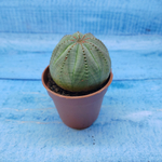 Euphorbia Obesa (Эуфорбия)