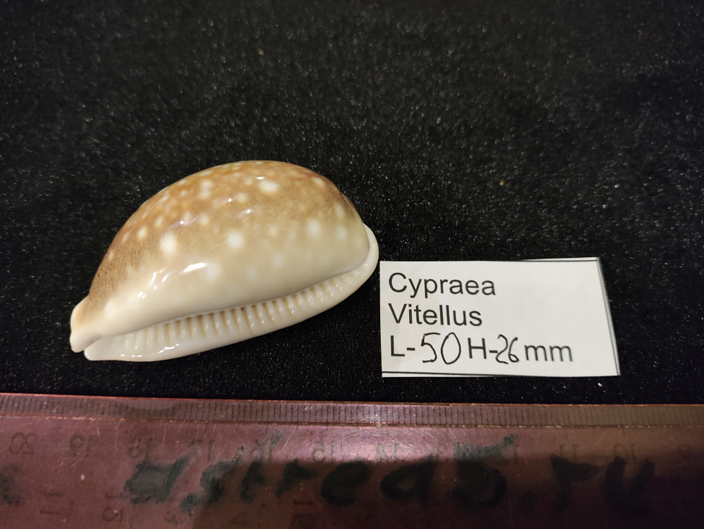 Ципрея Вителлус 45-60мм