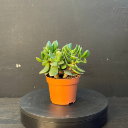 Суккулент из рода Крассула (Crassula)