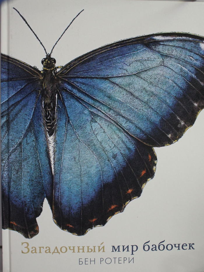 Загадочный мир бабочек