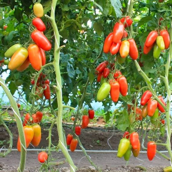 ПОЗЗАНО F1 семена томата (Enza Zaden | Alexagro)