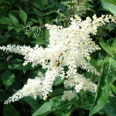 Астильба японская Аваланш