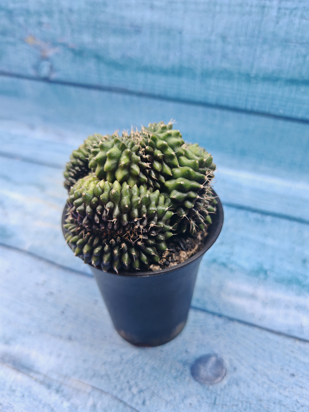 Gymnocalycium Spineless Crested form (Гимнокалициум Кристатный)