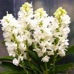 Орхидея ринхостилис RHY COELESTIS ALBA