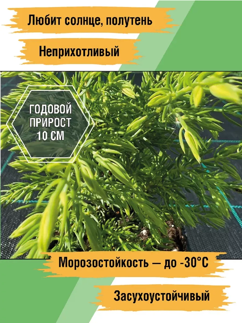 Саженец Можжевельник хвойный Голд Кон