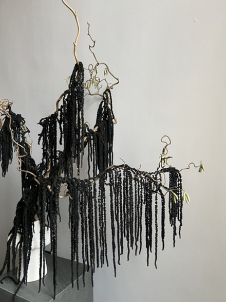 Амарант стабилизированный черный