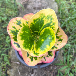 Кротон PRATHUMMA