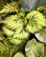 Бегония куст 45 см.