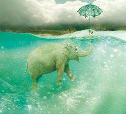 Коллекция Животные