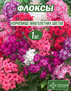 Флоксы Корневище, Микс сортов, 1шт
