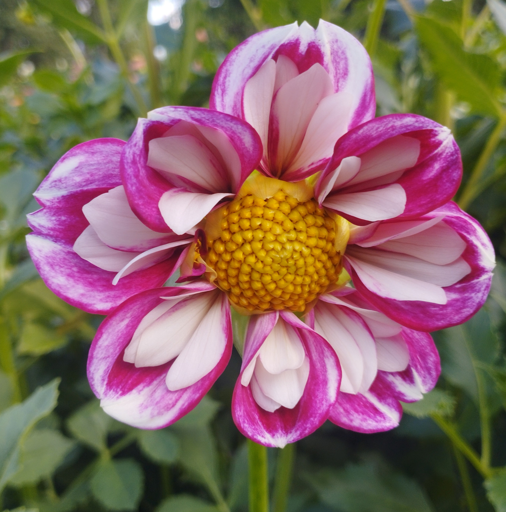 Георгин Бамбл Рамбл (Bumble Rumble)