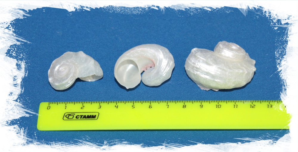 Ангария полированная, 2,5-4см, 100гр, 7шт