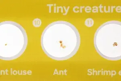 Набор микропрепаратов Levenhuk Discovery «Фауна», 12 шт.