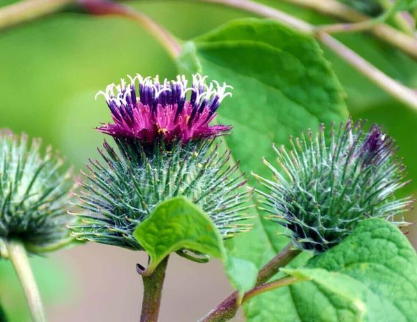 «Медведь» против диабета?!