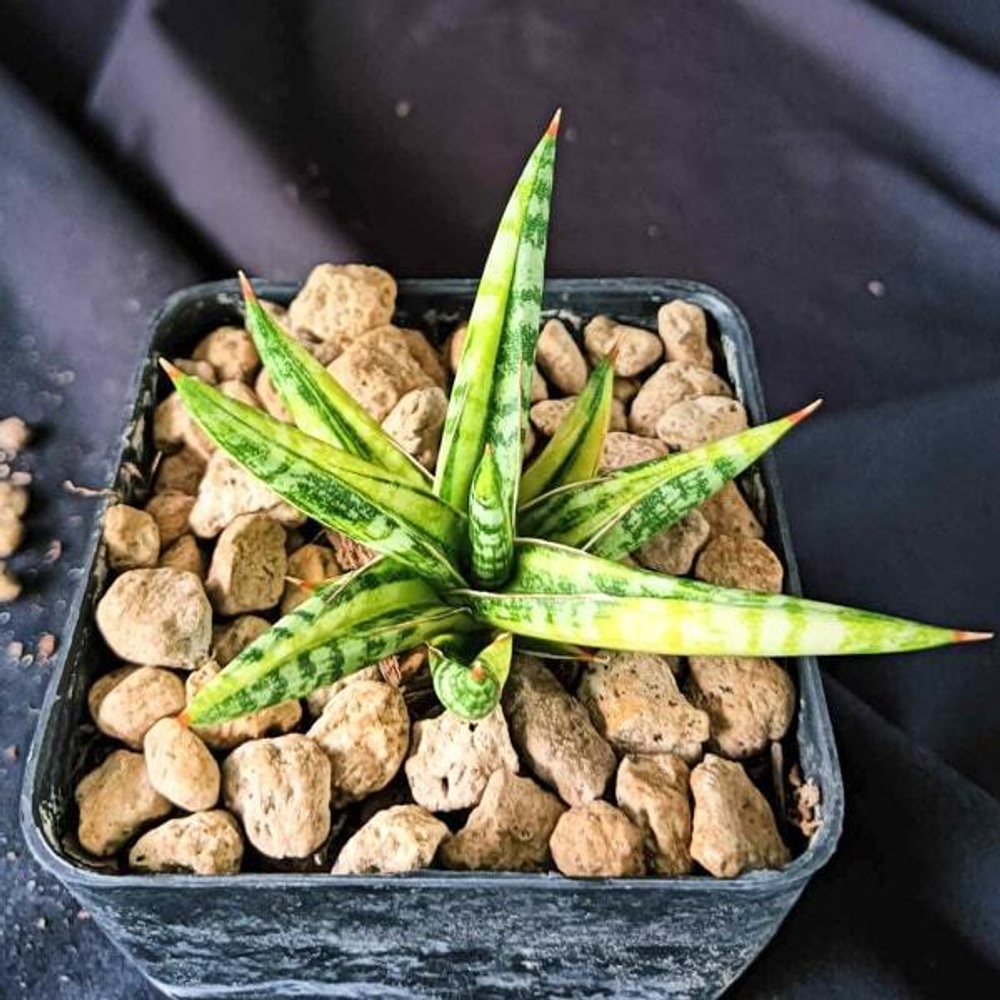 Сансевиерия BALLYII MINNIE VAR