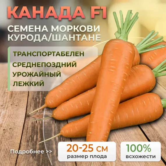 КАНАДА F1 семена моркови (Bejo | Alexagro)