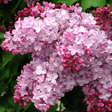 Сирень махровая