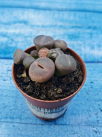 Lithops sp. (Литопсы)