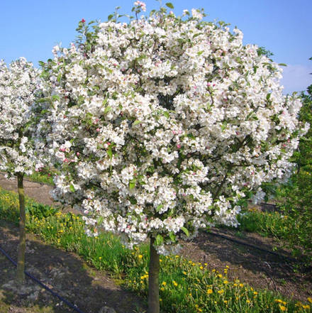 Яблоня декоративная Долго С15 160-200