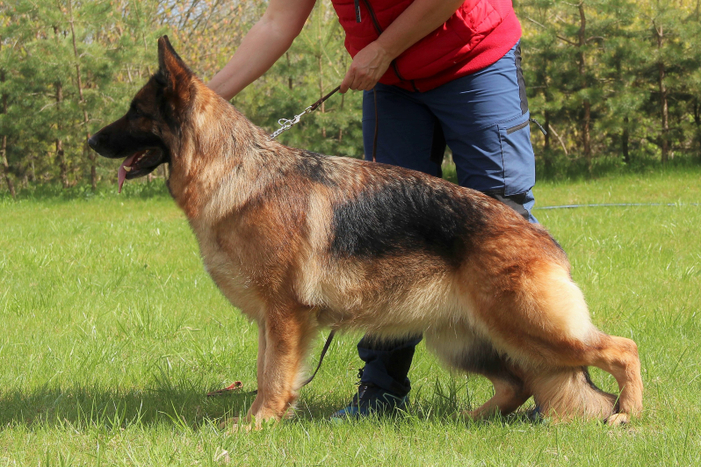 Нота Лайф ОДРИАНА