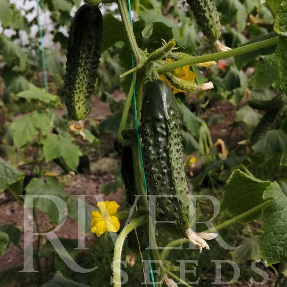 Огурец Ирбис F1 7шт ВитаГрин ЭКСТРА