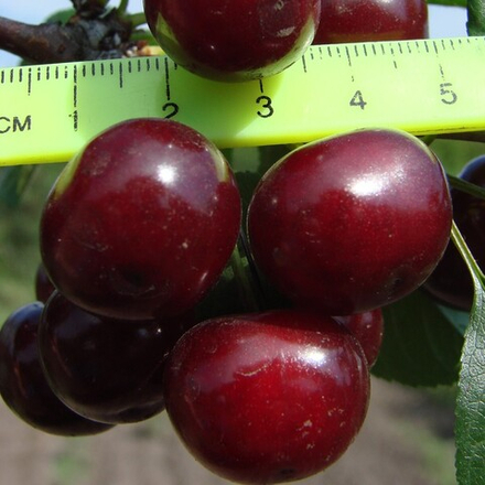 Вишня Харитоновская