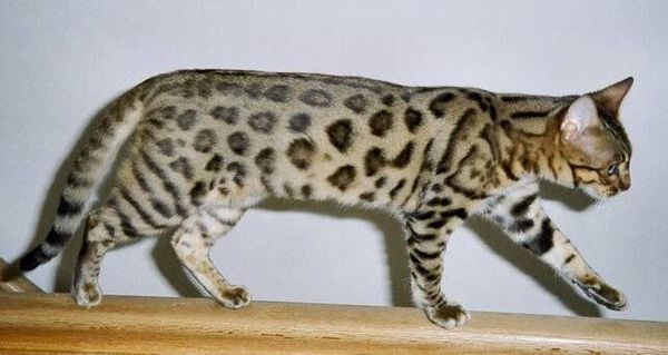 Бенгальская кошка Бенгальская кошка