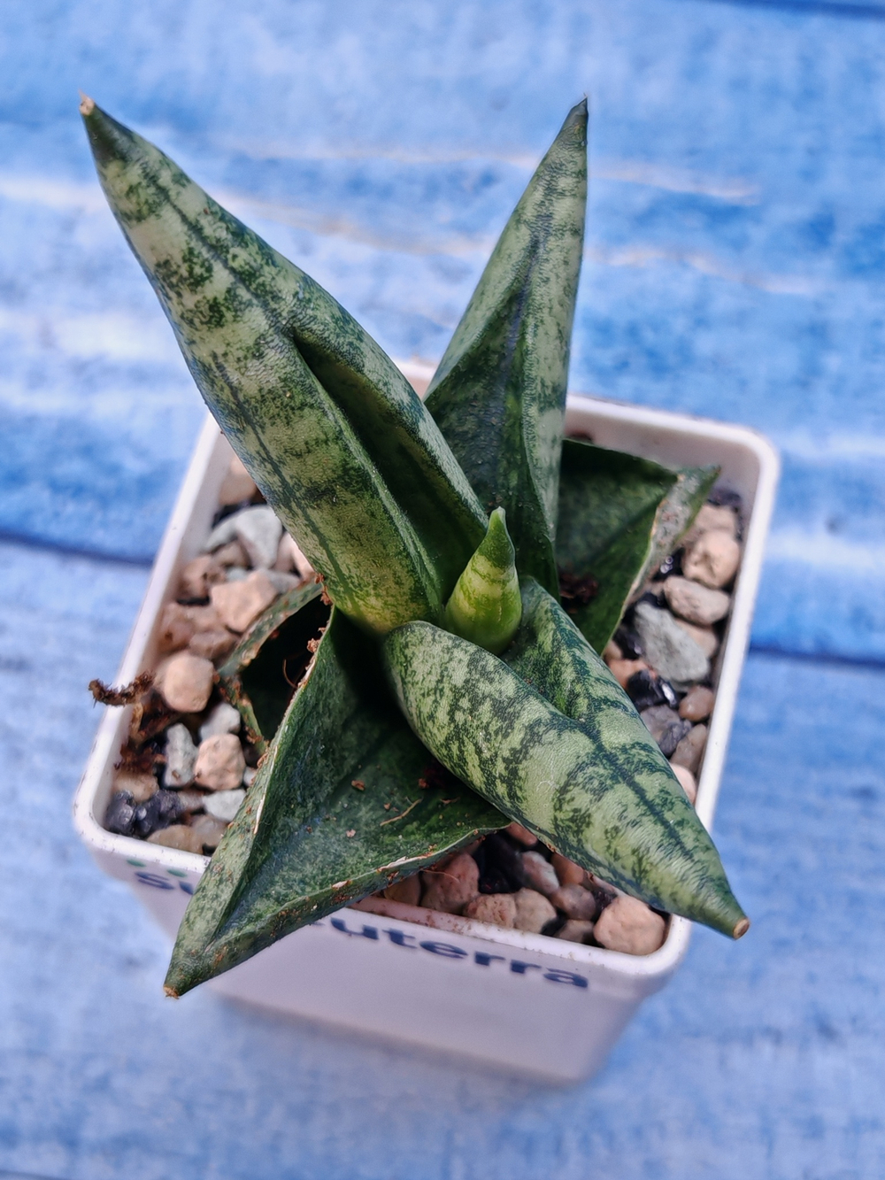Sansevieria Cylindrica Boncellensis (Сансевиерия)
