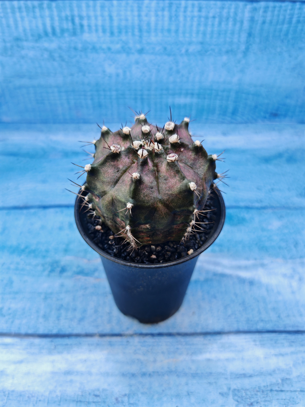 Gymnocalycium T-Rex Pink hybride (Гимнокалициум T-rex)