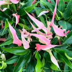 Антуриум Андрэ LILLI