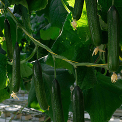 Солярис F1 семена огурца (Гавриш)