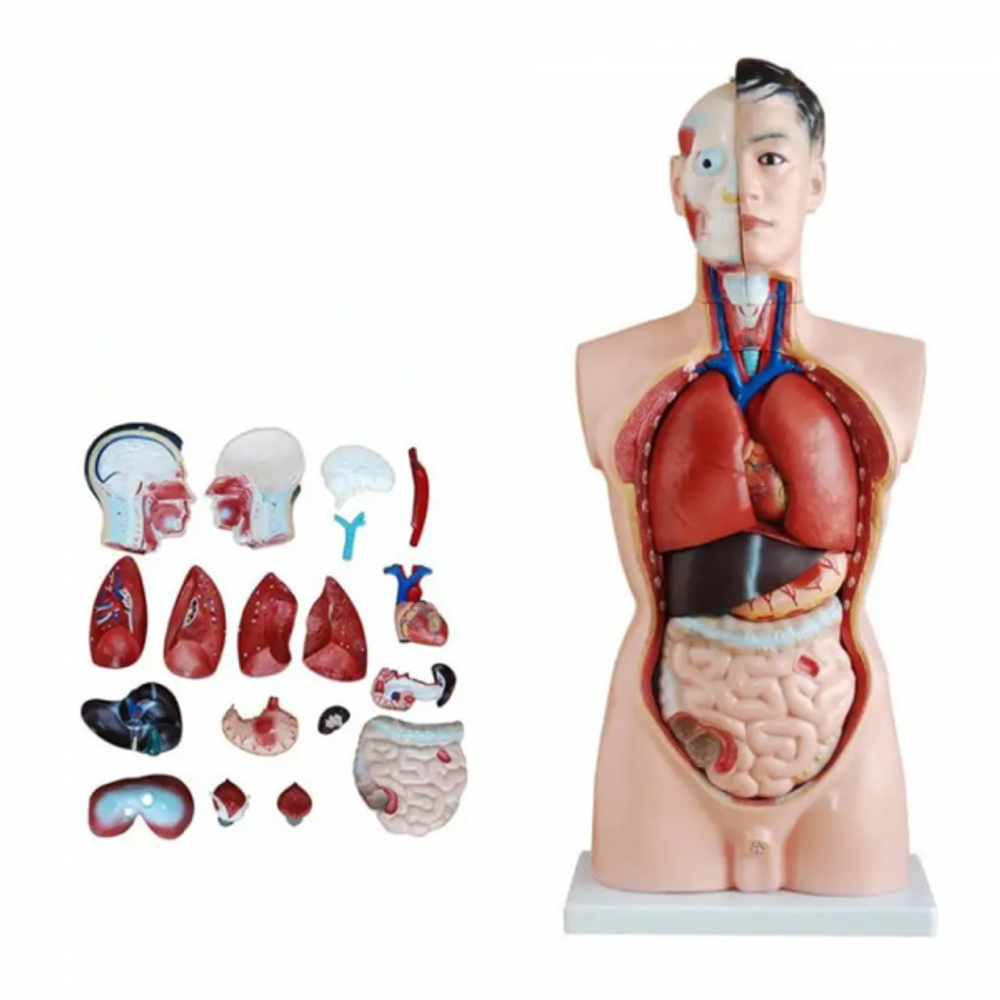 Модель Торс человека разборный (85 см)