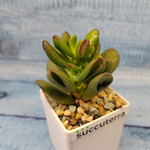 Crassula Hobbit (Крассула)