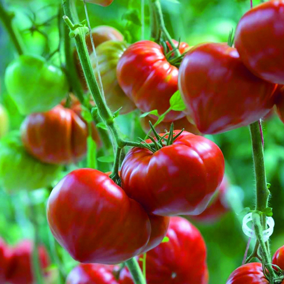 САРРА F1 семена томата Clause цена – фото 2