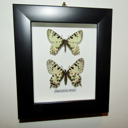 Бабочка Allancastria пара в рамке