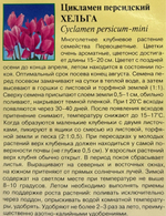 Цикламен Хельга 3 шт СМЦ-365