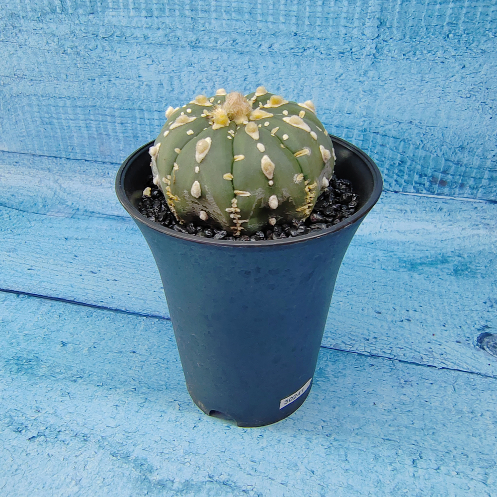 Astrophytum Asterias (Астрофитум)
