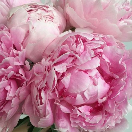 Пион (Peony)