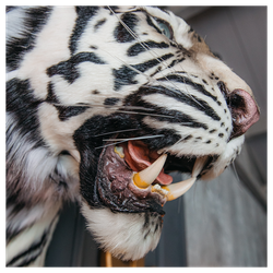 Реплика головы «Бенгальский тигр»