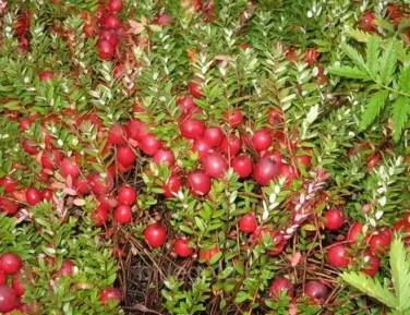 Голубика и Ко апрель 2026