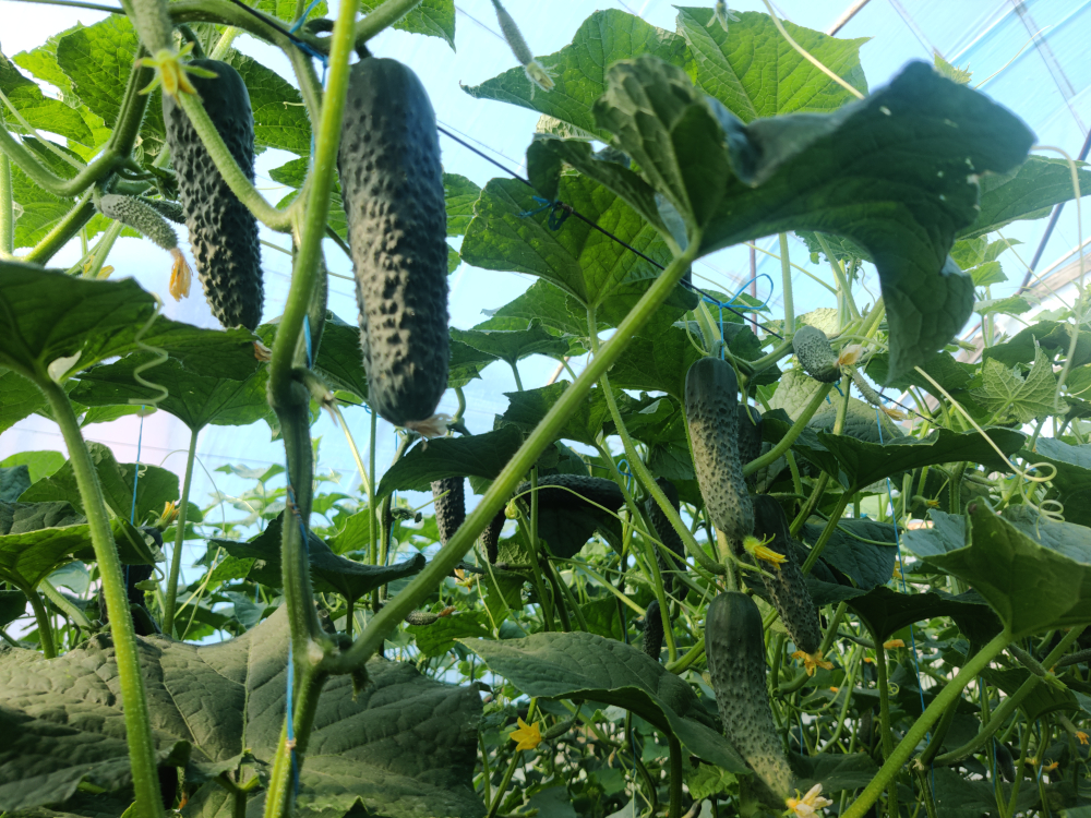 Янычар F1 семена огурца партенокарпического ( Yuksel Tohum / )