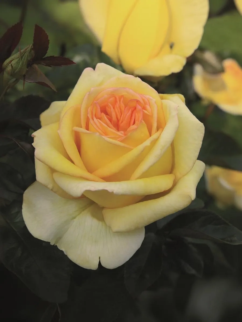 Роза чайно-гибридная Голден Тауэр